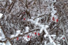 Came the cold / ***