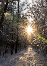 Winter. The Sun. Forest path. / ***