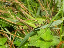 grasshopper / ***