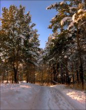 Evening in the Pine Forest / ...