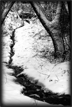 Amid the silence forest ... / ***