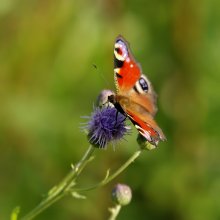 The middle of summer. / ***