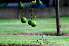 &nbsp; / ***************