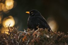 blackbird / ************