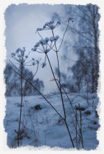 winter grass / ---