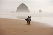 Dog on the beach / ***