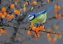 Blue tit / ***