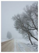 About trees, fog and the road / ******