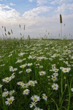 Daisies. / ***