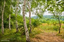 Bulgaria. Vitosha Park. Birch grove / ***