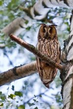 Screech-owl / ***