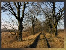 field road with chestnuts / *****