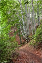 Vitosha Park. Eco - path «Panorama» / ***