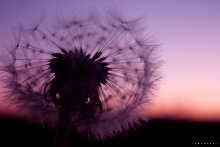 "Gone With the Wind" / ***