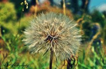 Dandelion / ***