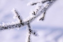 winter twig / ***