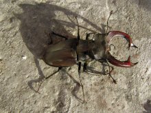 stag beetle / ***