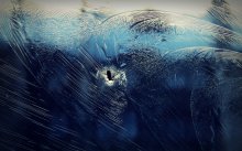 Frozen fly ... / ***