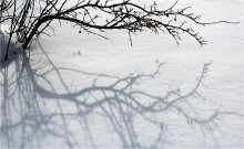 Branches, the shadows ... / ***