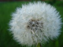 Fluffy dandelion ! / ***