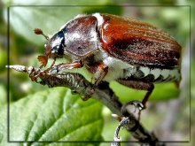 Cockchafer / ***