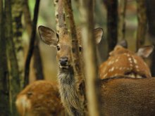 The head of the family. / ***