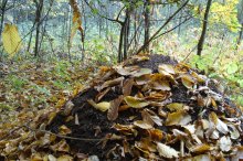 Anthill / ***