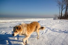 Red Dog Running at the Edge of the sea. / ***