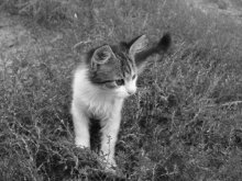 Little Hunter / ***