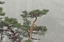 Pine / ***