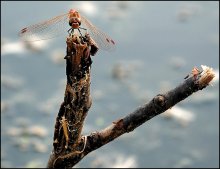 Dragonfly larvae and / ****