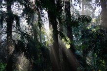Morning in the Forest / ***