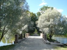 The trees by the pond! / ***