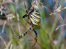 Spider - the wasp (Argiopa bryunniha) / ****