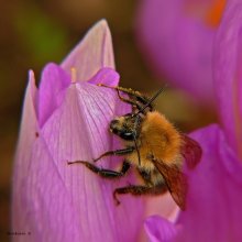 Bumblebee Bombus lucorum / ***