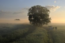 Foggy morning. / A foggy summer morning.