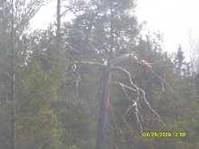 Trees on the north / ***