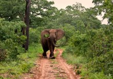 buy a drunk elephant / Zimbabwe