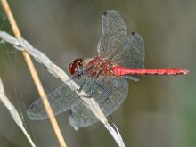 Dragonfly / ****