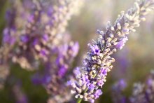 Mountain Lavender / ***