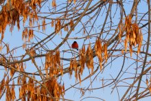 Bullfinch / ***