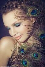 peafowl beauty / ***