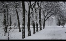 Winter in the Park / ***