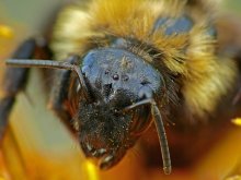 Bumblebee Bombus lucorum / ***