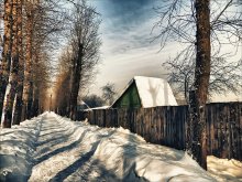 Grey poplar winter ... / ***