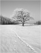 About the lonely tree ... / __________