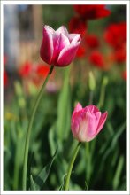 The Tulips / ***