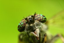 Horsefly / ***