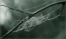 Cobwebs / ***