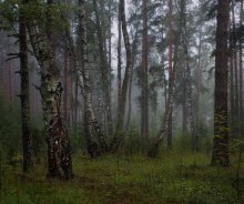 Waking the forest / ***